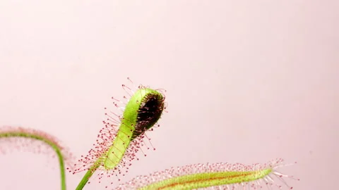 Flytrap sundew carnivorous plant eating fly close up. Stock Footage 224755193
