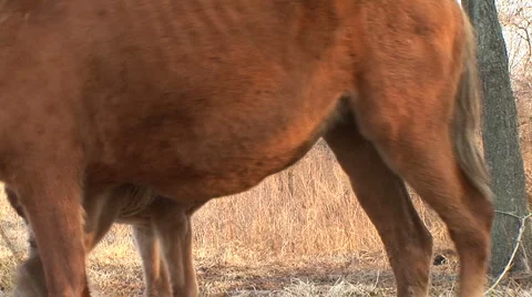 Foal and mare Stock Footage 2815392