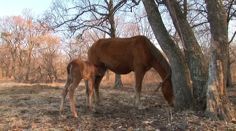 Foal and mare Stock Footage 2827539
