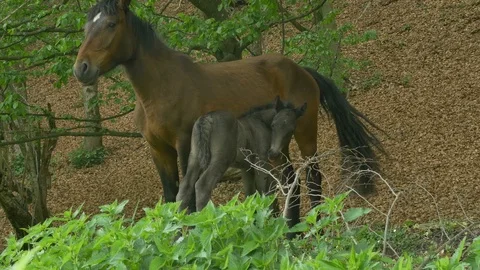 Foal and Mare in Forest Stock Footage 107489487