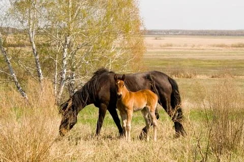 Foal and mare Stock Photos