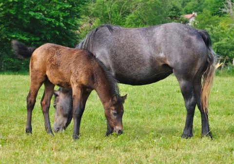 Foal and mare Stock Photos