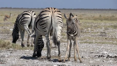 Foal and mother Stock Footage 118570658