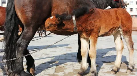 Foal Attached With Chain Drink Stock Footage 11177498