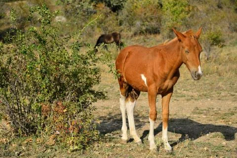 The foal basks in the sun in the valley of ghosts in the vicinity of Alushta Stock Photos