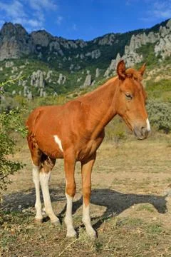 The foal basks in the sun in the valley of ghosts in the vicinity of Alushta Stock Photos