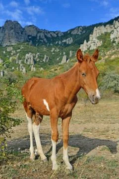 The foal basks in the sun in the valley of ghosts in the vicinity of Alushta Stock Photos