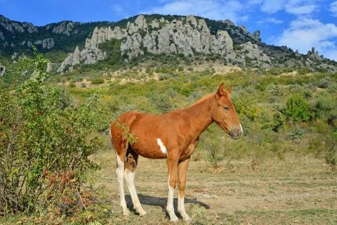 The foal basks in the sun in the valley of ghosts in the vicinity of Alushta Stock Photos