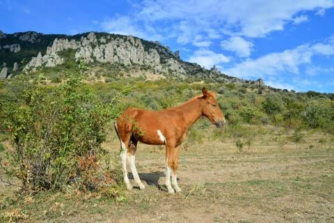 The foal basks in the sun in the valley of ghosts in the vicinity of Alushta Stock Photos