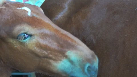 A foal bites a horses side Stock Footage 346321646
