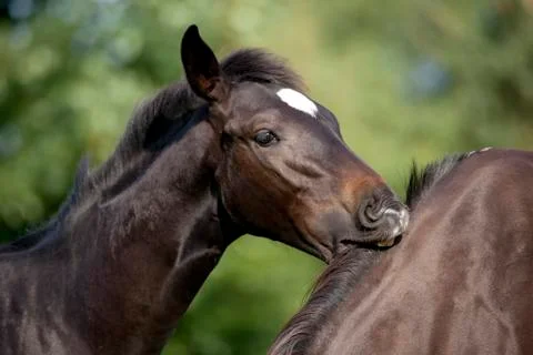 Foal bites mare Stock Photos