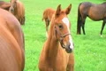 Foal Close-up Footage