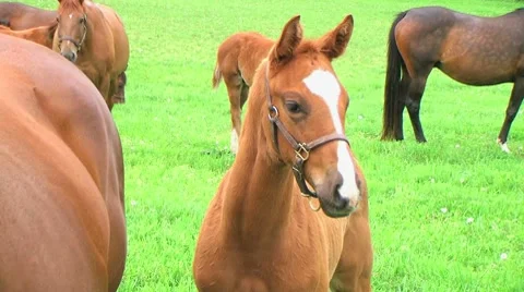 Foal Close-up Stock Footage 8600814