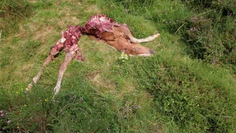 Foal devoured by wolves appears suddenly - 229 Stock Footage 310502214