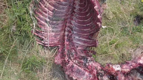 Foal devoured by wolves  in the undergrowth - 220 Stock Footage 310502210