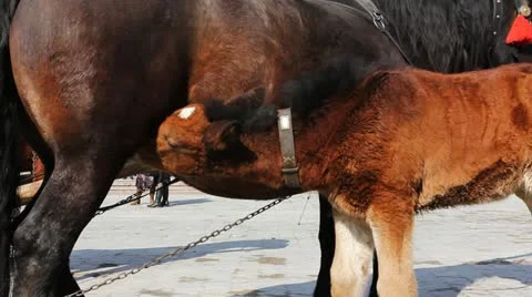 Foal Do Exercise Legs Vídeo Stock 11177555