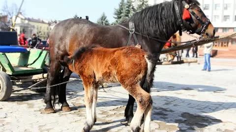 Foal Drink Milk Stock Footage 11177438