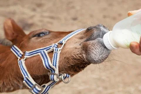 Foal drinking from bottle Stock Photos