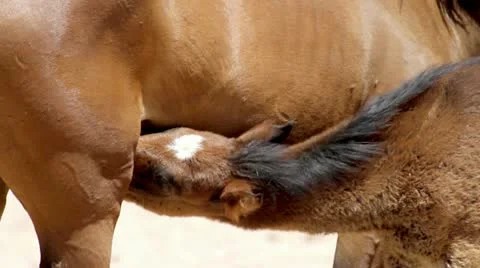 Foal drinking Stock Footage 12690431