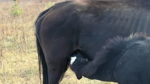 The foal drinks milk from the udder Stock Footage 311024366