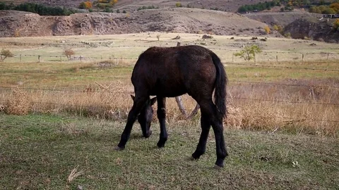 The foal eats fresh, green grass on the field Stock Footage 82795406