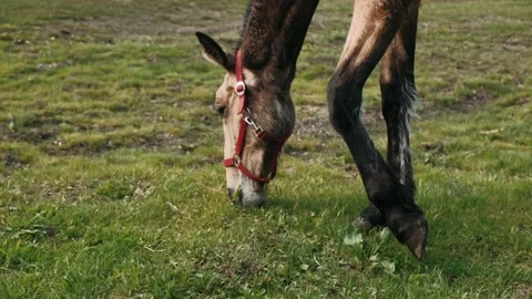 Foal eats green grass. A thin nits foal graze in the meadow. Stock Footage 132224287