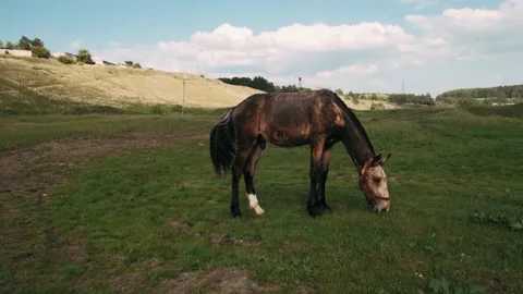 Foal eats green grass. A thin nits foal graze in the meadow. Stock Footage 132226950