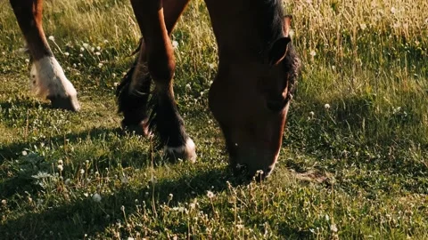 Foal eats green grass. A thin nits foal graze in the meadow. Stock Footage 132228544