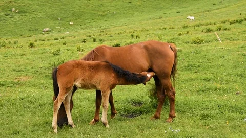 Foal eats milk from horse mare Stock Footage 105194004