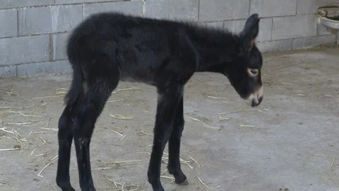 Foal explores stable with gentle curiosity, Adventurous black donkey foal Stock Footage 321819073