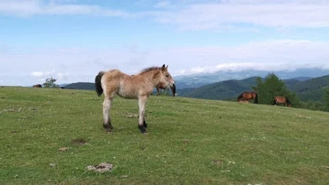 Foal exploring the meadow in a summer day Stock Footage 132835693