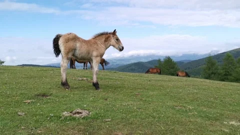 Foal exploring the meadow in a summer day Stock Footage 132835744