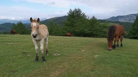 Foal exploring the meadow in a summer day Stock Footage 132835875