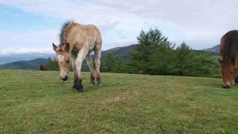 Foal exploring the meadow in a summer day Stock Footage 132835937