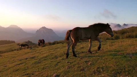 Foal exploring in the meadow at sunset Stock Footage 136201060