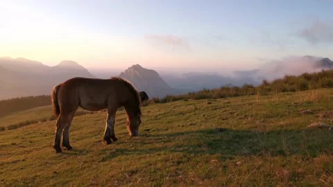 Foal exploring in the meadow at sunset Stock Footage 136201088