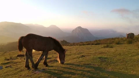 Foal exploring in the meadow at sunset Stock Footage 136201132
