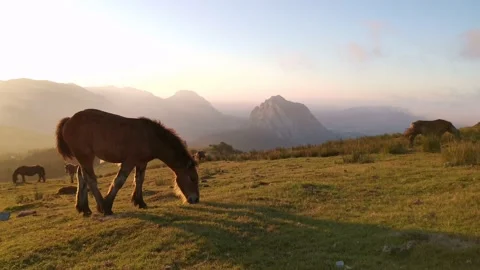 Foal exploring in the meadow at sunset Stock Footage 136201189