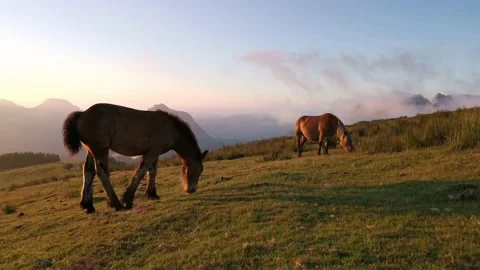 Foal exploring in the meadow at sunset Stock Footage 136201243