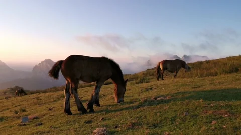 Foal exploring in the meadow at sunset Stock Footage 136201270