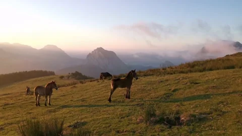 Foal exploring in the meadow at sunset Stock Footage 136201358