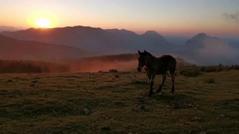 Foal exploring in the meadow at sunset Stock Footage 136201449