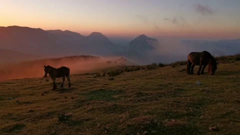 Foal exploring in the meadow at sunset Stock Footage 136201829
