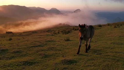 Foal exploring in the meadow at sunset Stock Footage 136202099