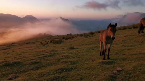 Foal exploring in the meadow at sunset Stock Footage 136202139