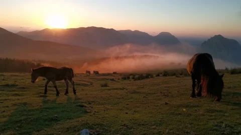 Foal exploring in the meadow at sunset Stock Footage 136202167