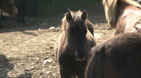 Foal in farmyard Video stock 8826794