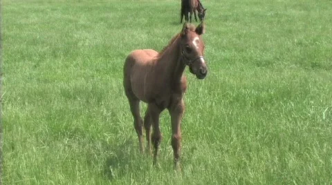 Foal in field Stock Footage 774791