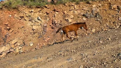 Foal following side view along a rocky mountain road on Mount Ararat Stock Footage 343804827