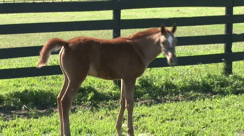 A foal Stock Footage 524884
